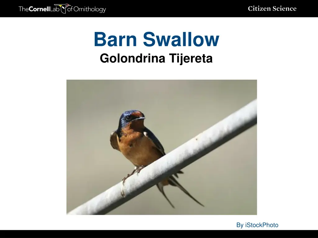 barn swallow golondrina tijereta