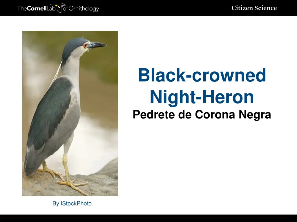 black crowned night heron pedrete de corona negra