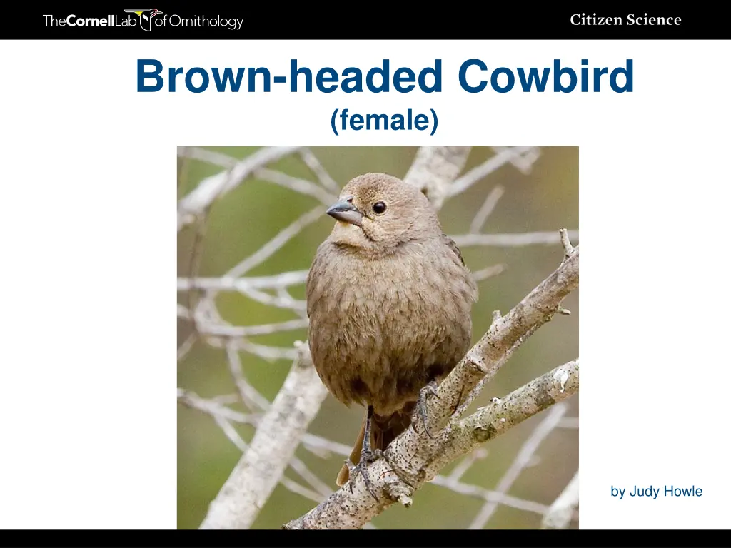 brown headed cowbird female