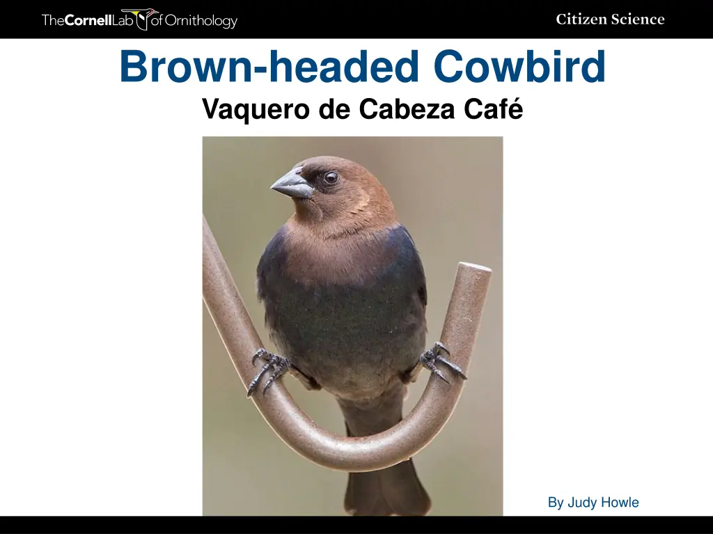 brown headed cowbird vaquero de cabeza caf