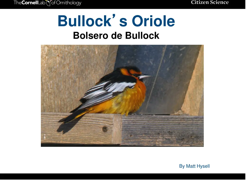 bullock s oriole bolsero de bullock