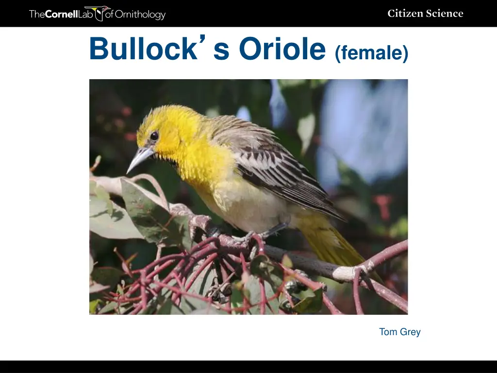 bullock s oriole female