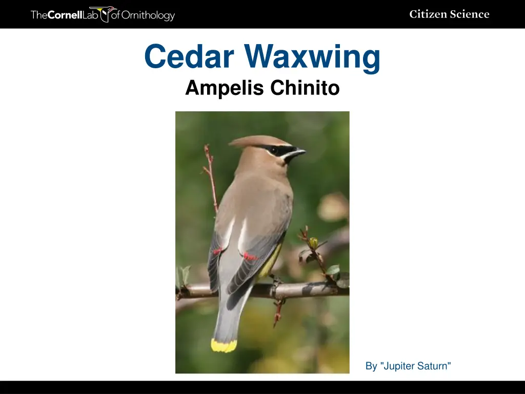 cedar waxwing ampelis chinito