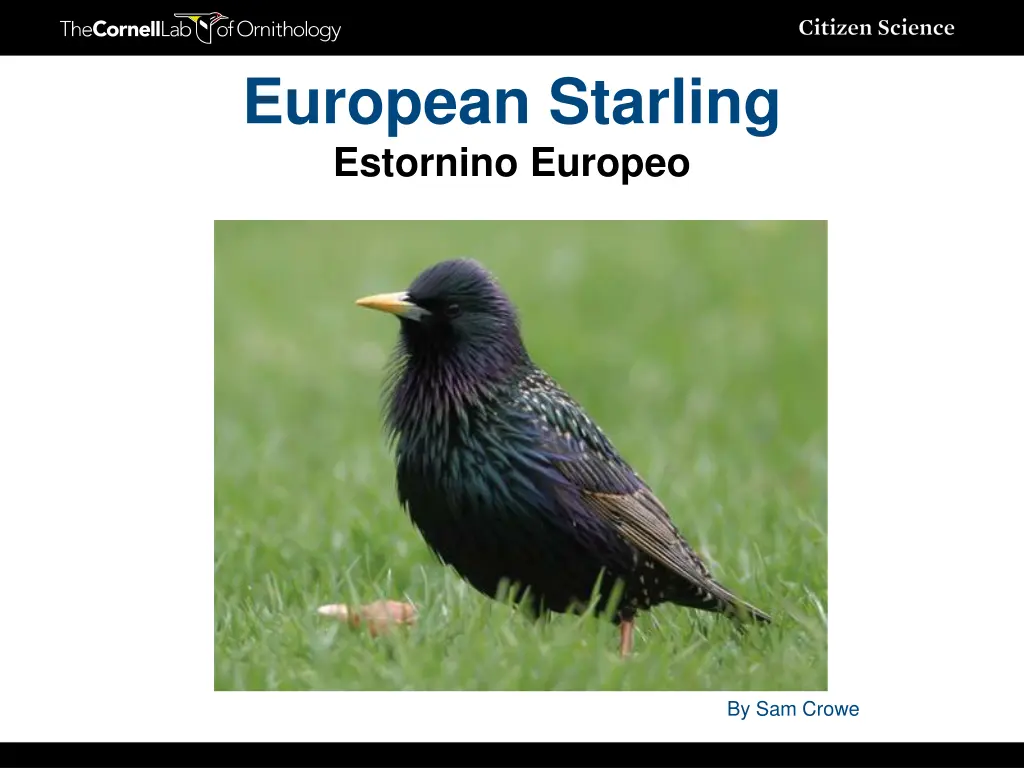 european starling estornino europeo