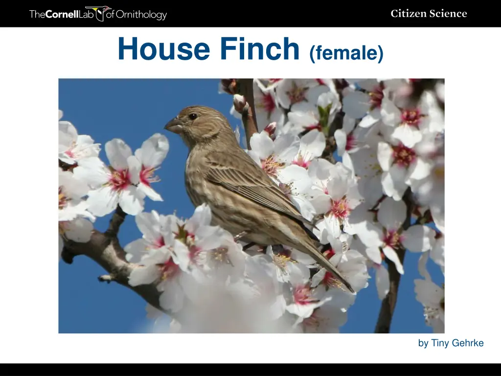 house finch female