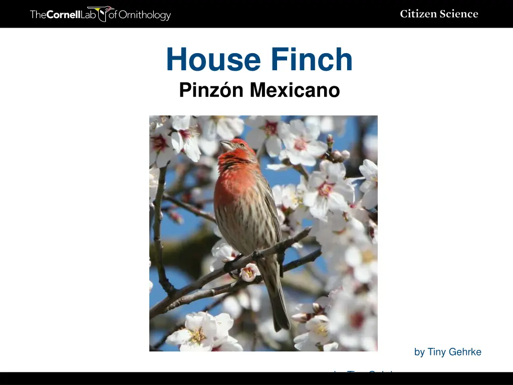 house finch pinz n mexicano