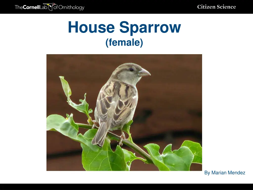 house sparrow female