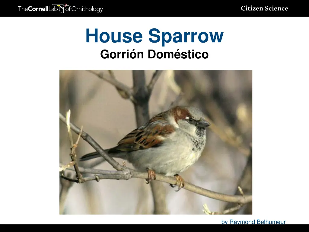 house sparrow gorri n dom stico