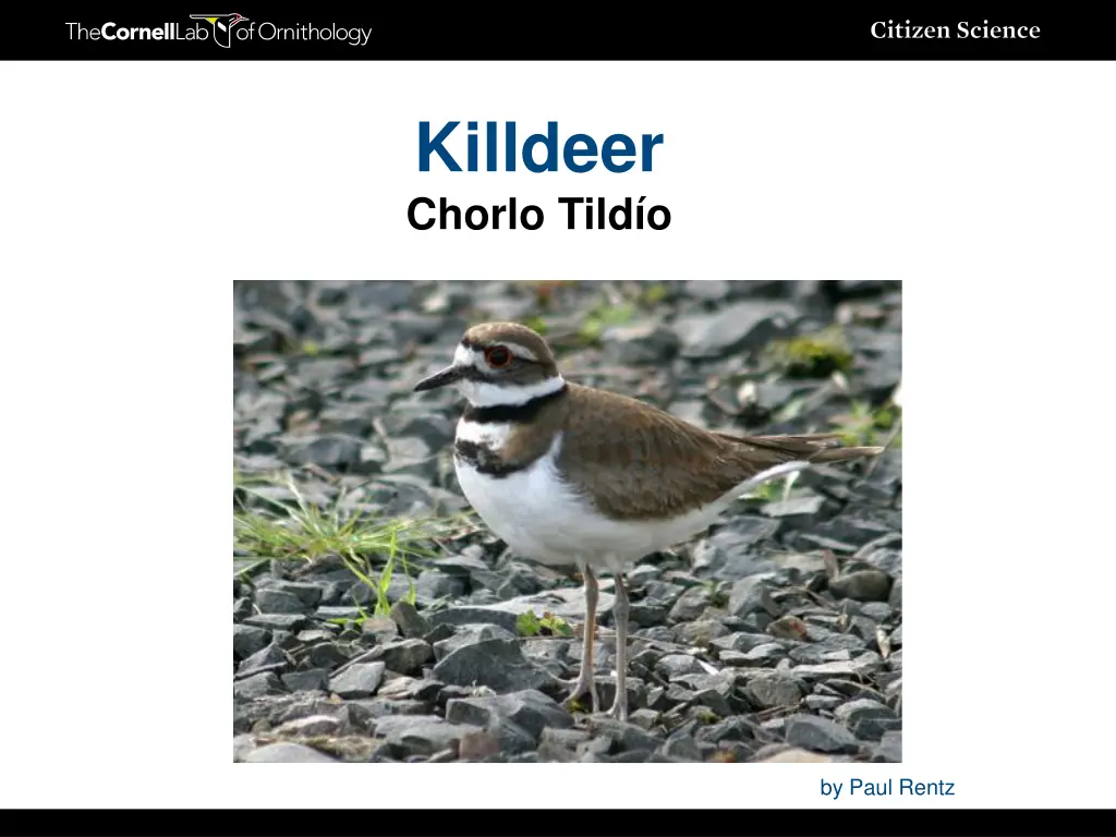 killdeer chorlo tild o