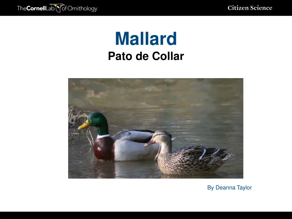 mallard pato de collar