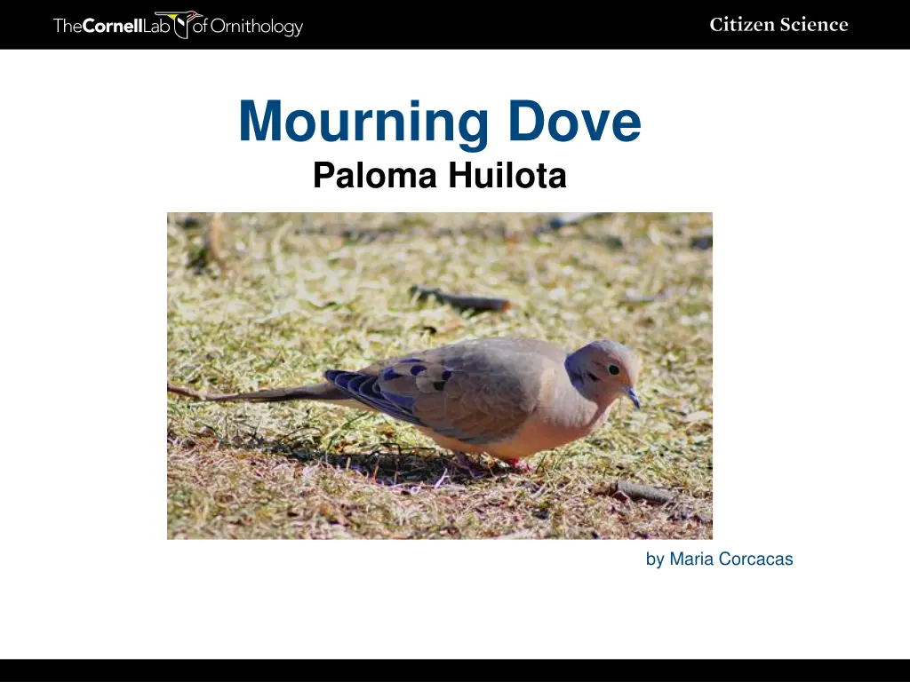 mourning dove paloma huilota