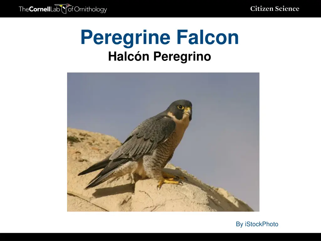 peregrine falcon halc n peregrino