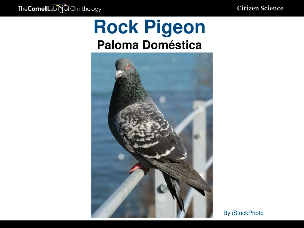 rock pigeon paloma dom stica