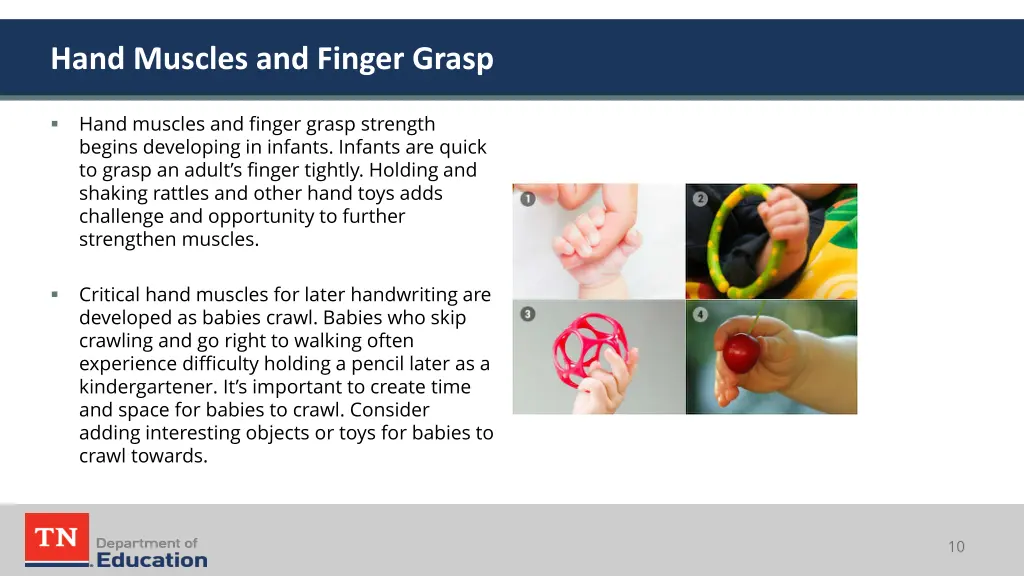 hand muscles and finger grasp