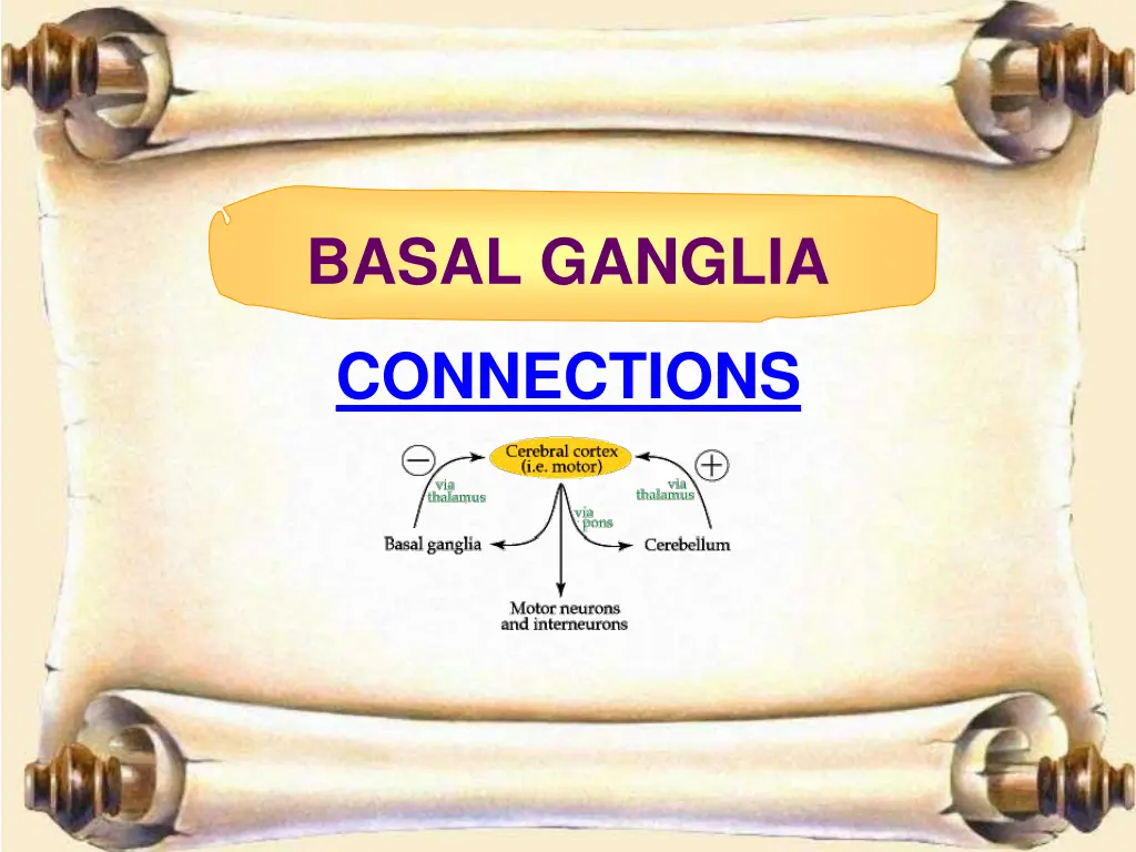 basal ganglia 3