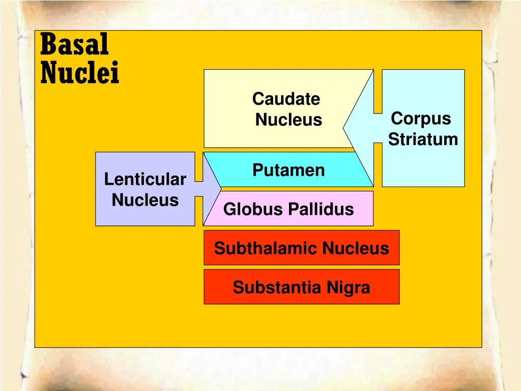 basal nuclei