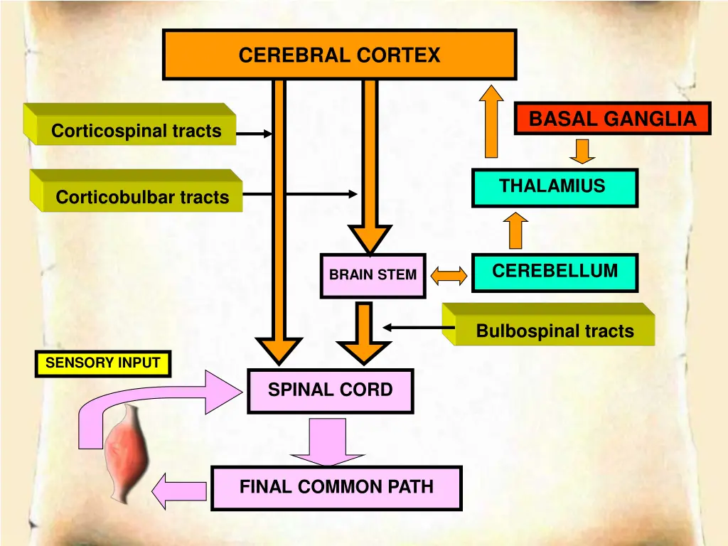 cerebral cortex cerebral cortex