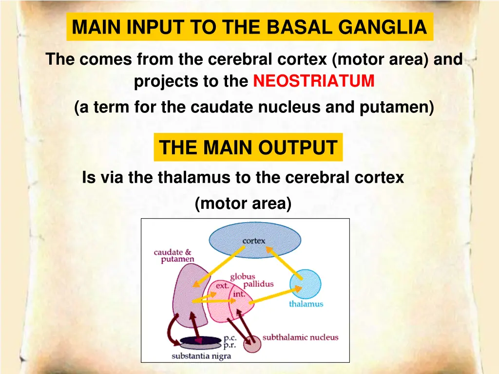 main input to the basal ganglia