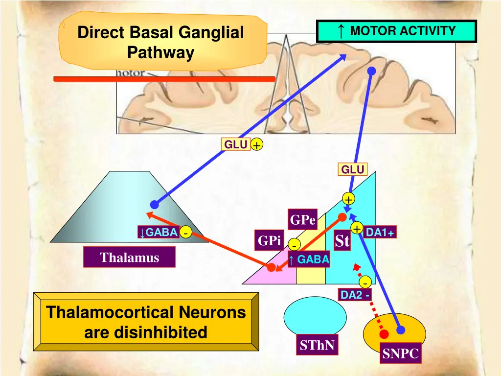 motor activity