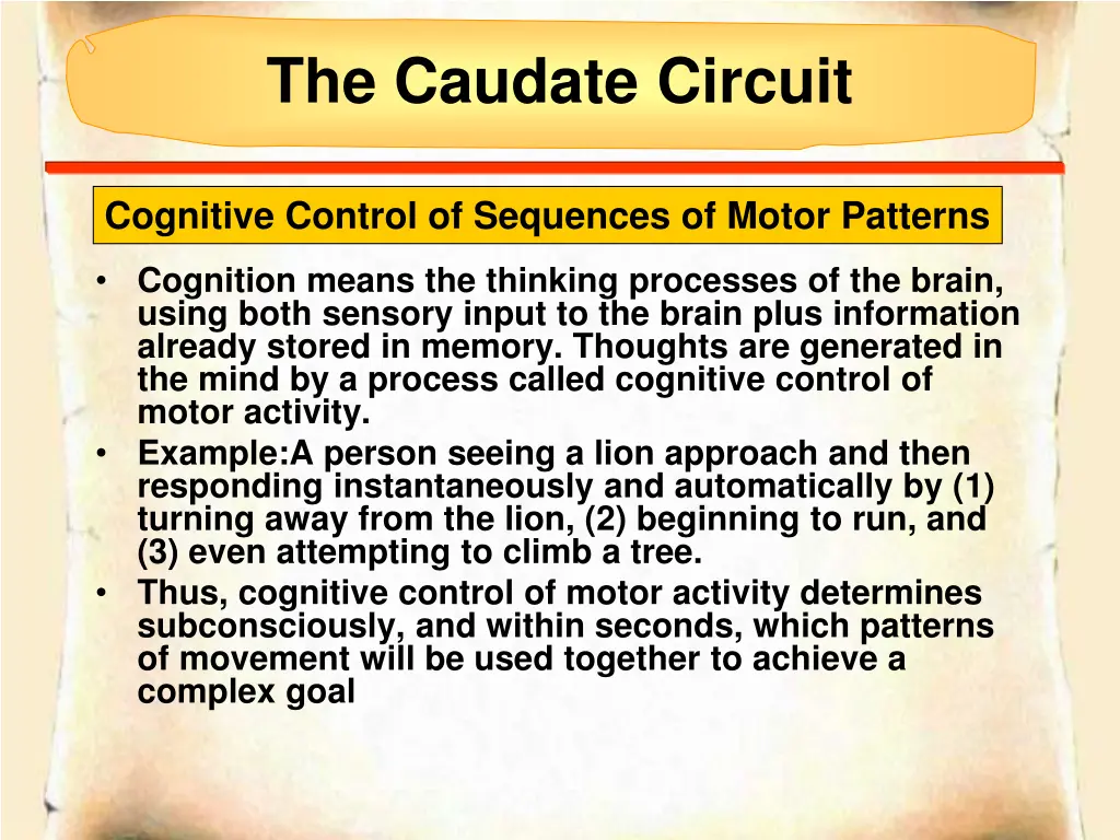 the caudate circuit 1