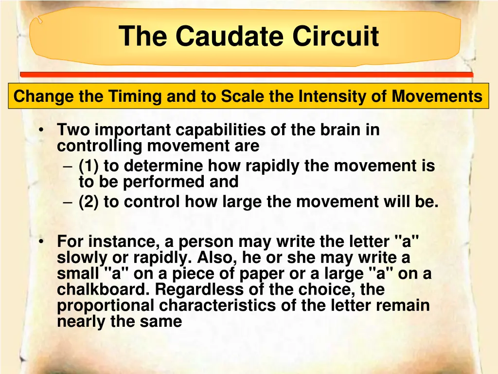 the caudate circuit 2