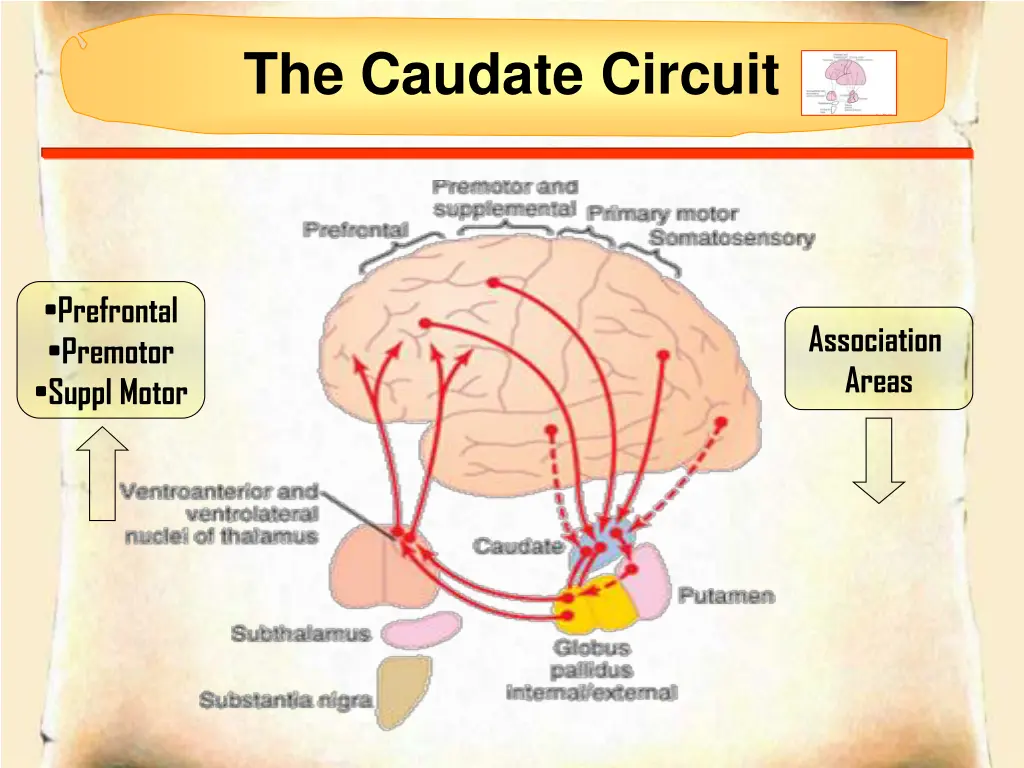 the caudate circuit