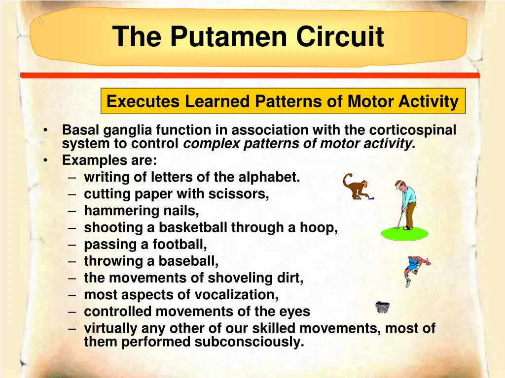 the putamen circuit 1