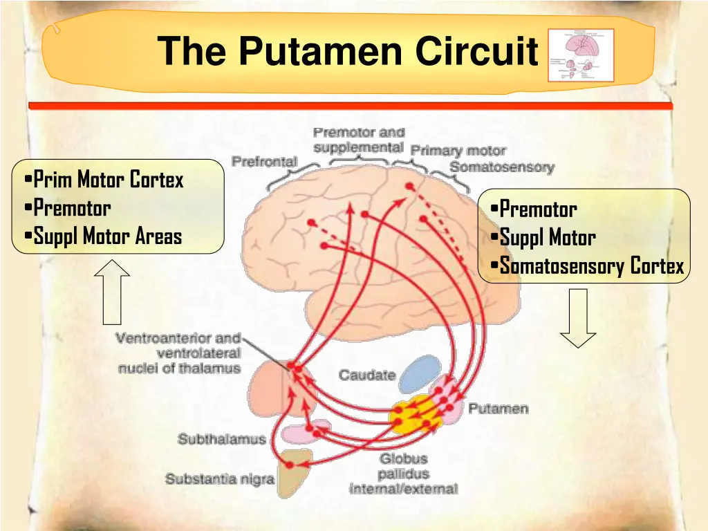 the putamen circuit