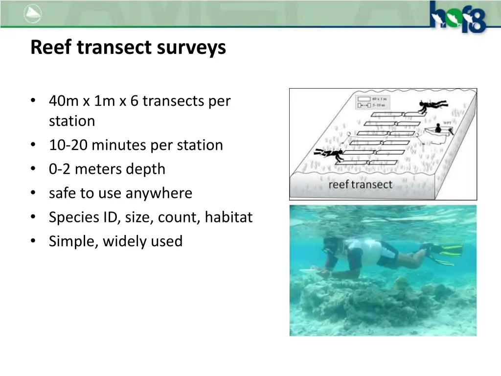 reef transect surveys