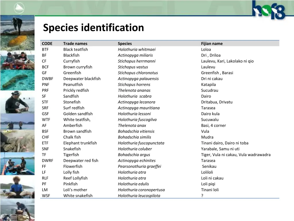 species identification