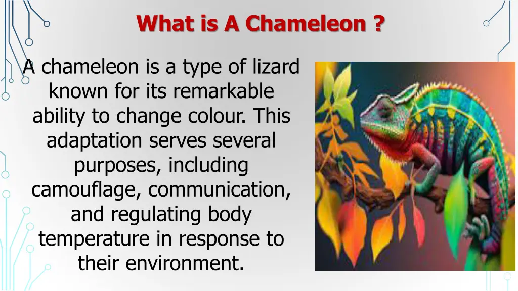 what is a chameleon