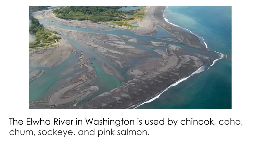 the elwha river in washington is used by chinook