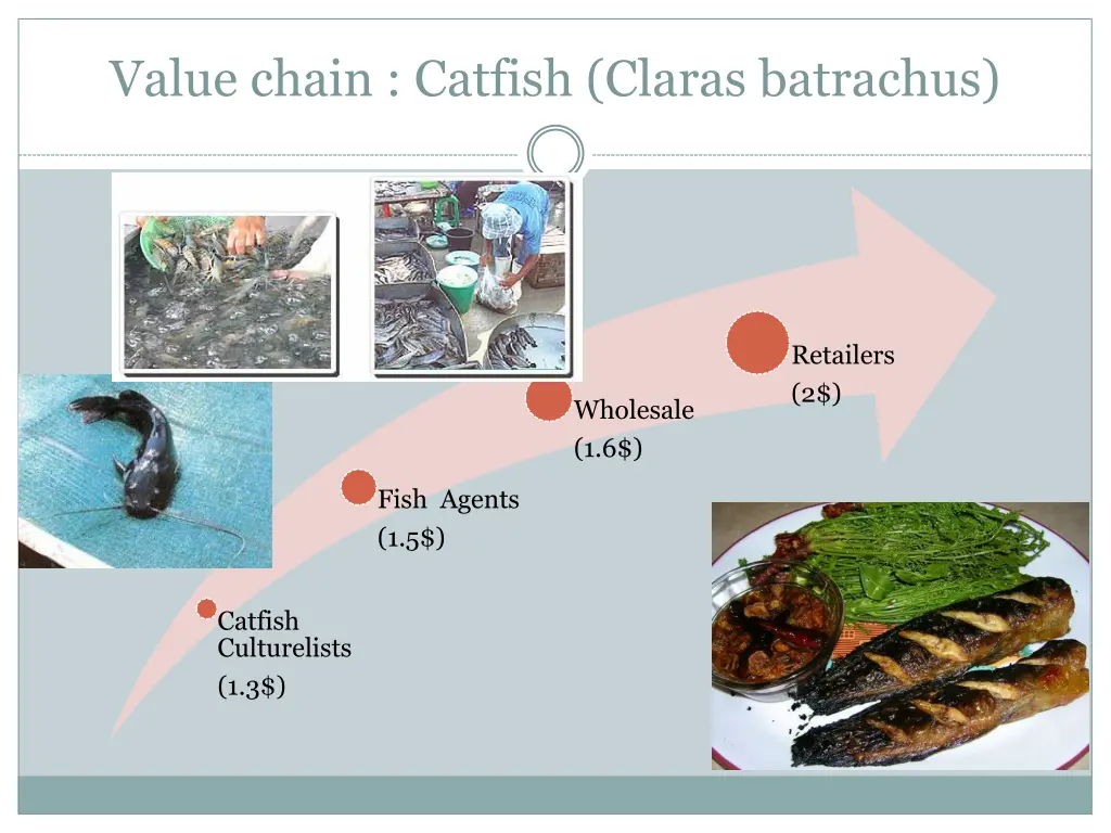 value chain catfish claras batrachus