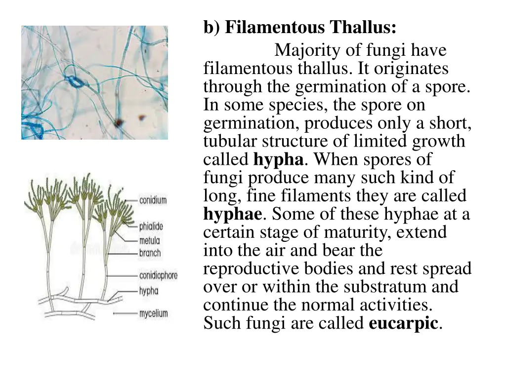 b filamentous thallus majority of fungi have