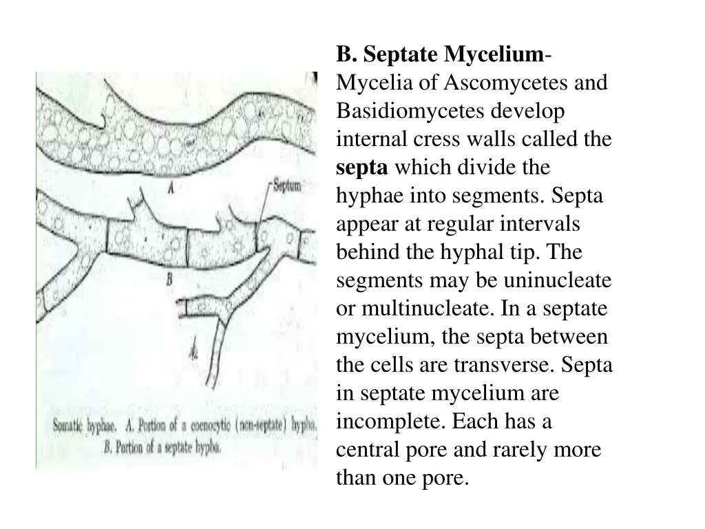 b septate mycelium mycelia of ascomycetes