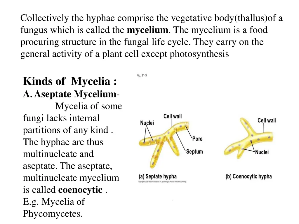 collectively the hyphae comprise the vegetative