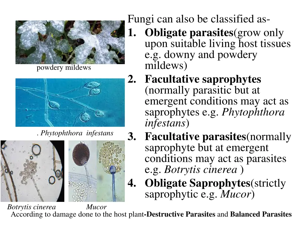 fungi can also be classified as 1 obligate