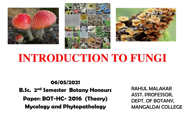 introduction to fungi