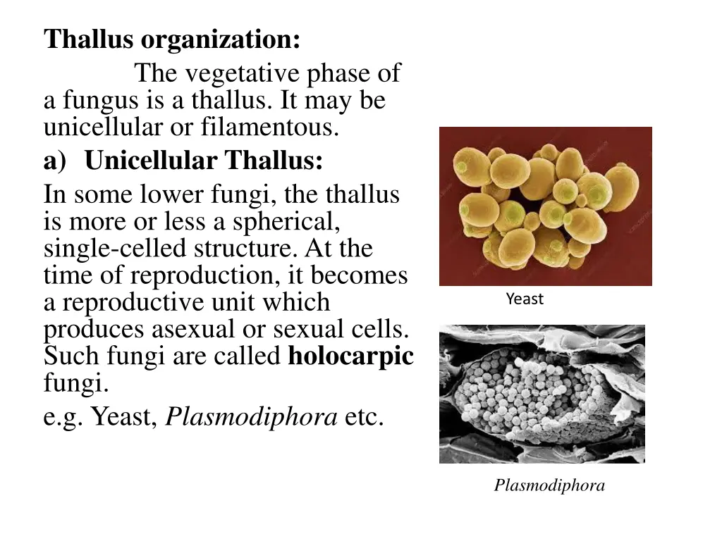 thallus organization the vegetative phase