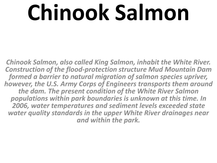 chinook salmon