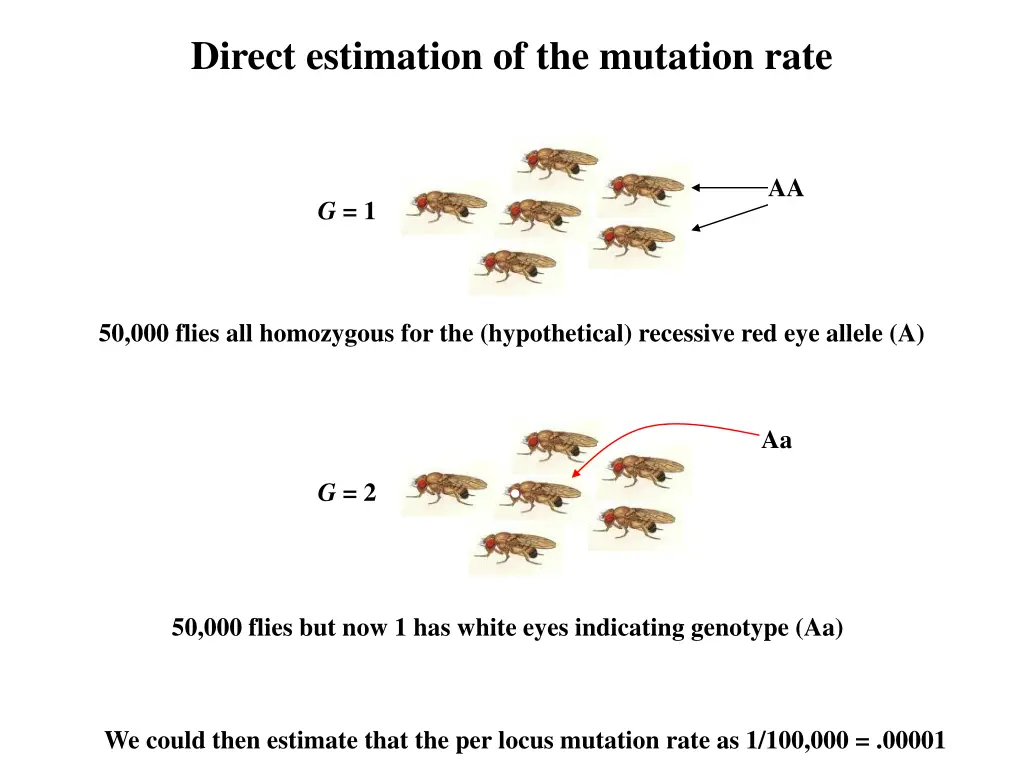 direct estimation of the mutation rate