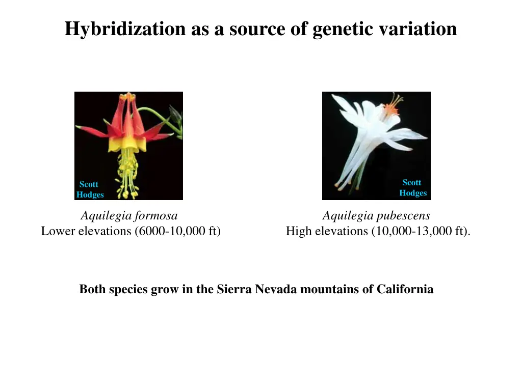 hybridization as a source of genetic variation 1