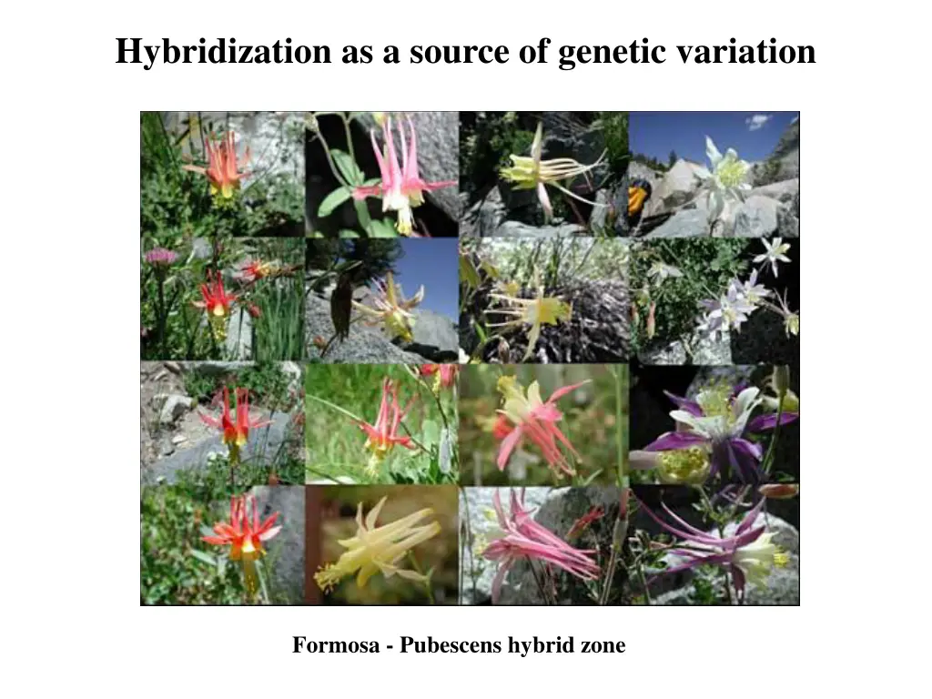 hybridization as a source of genetic variation 2