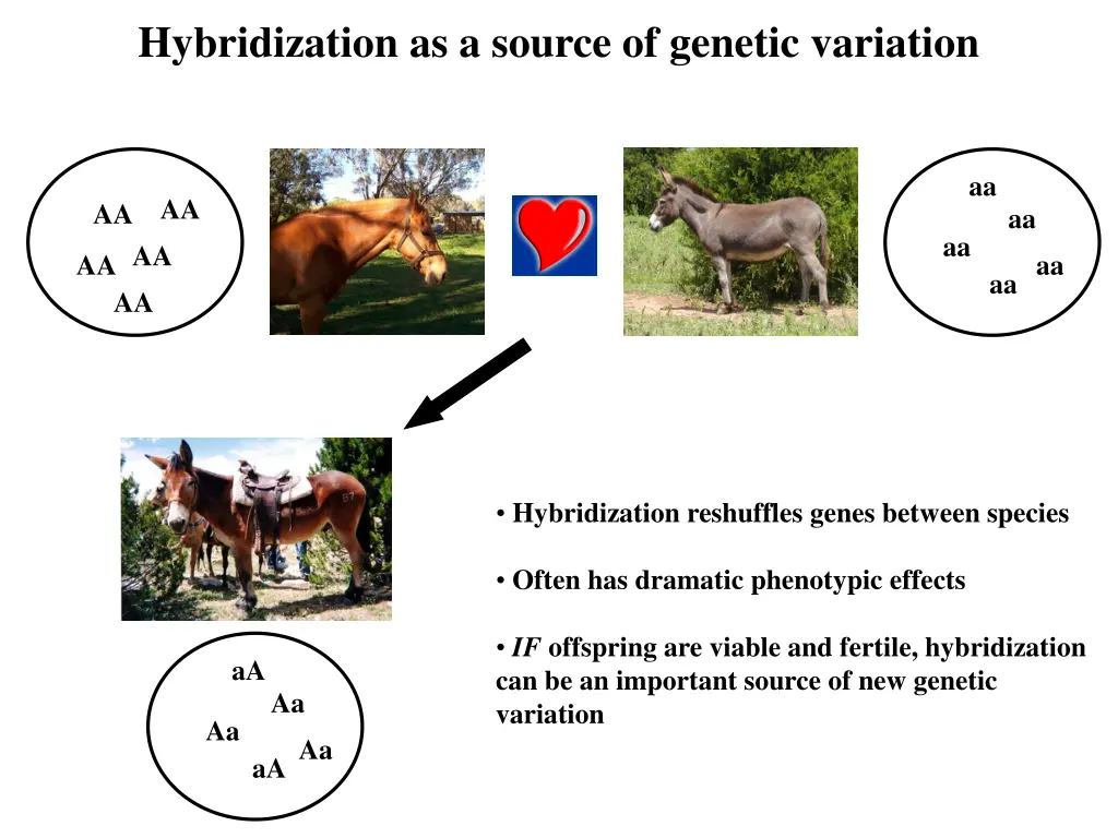 hybridization as a source of genetic variation