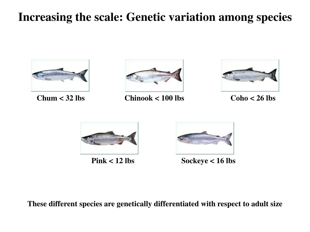 increasing the scale genetic variation among 1