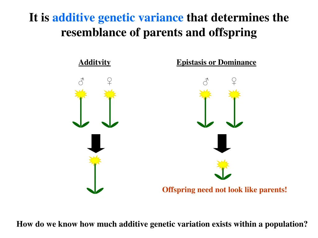 it is additive genetic variance that determines