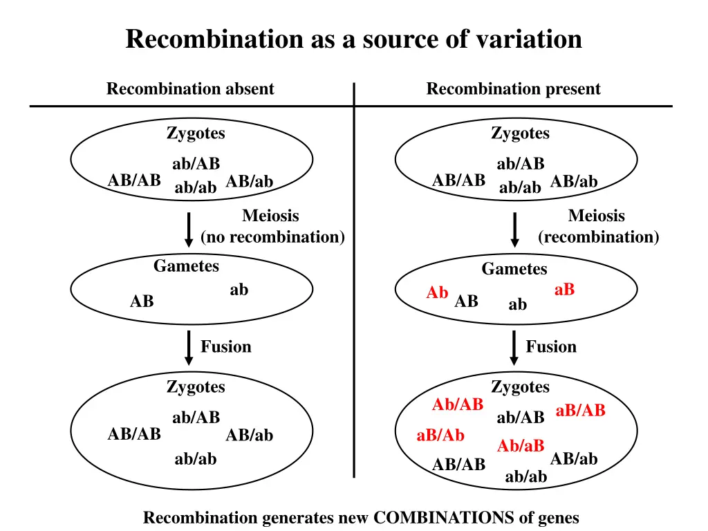 recombination as a source of variation