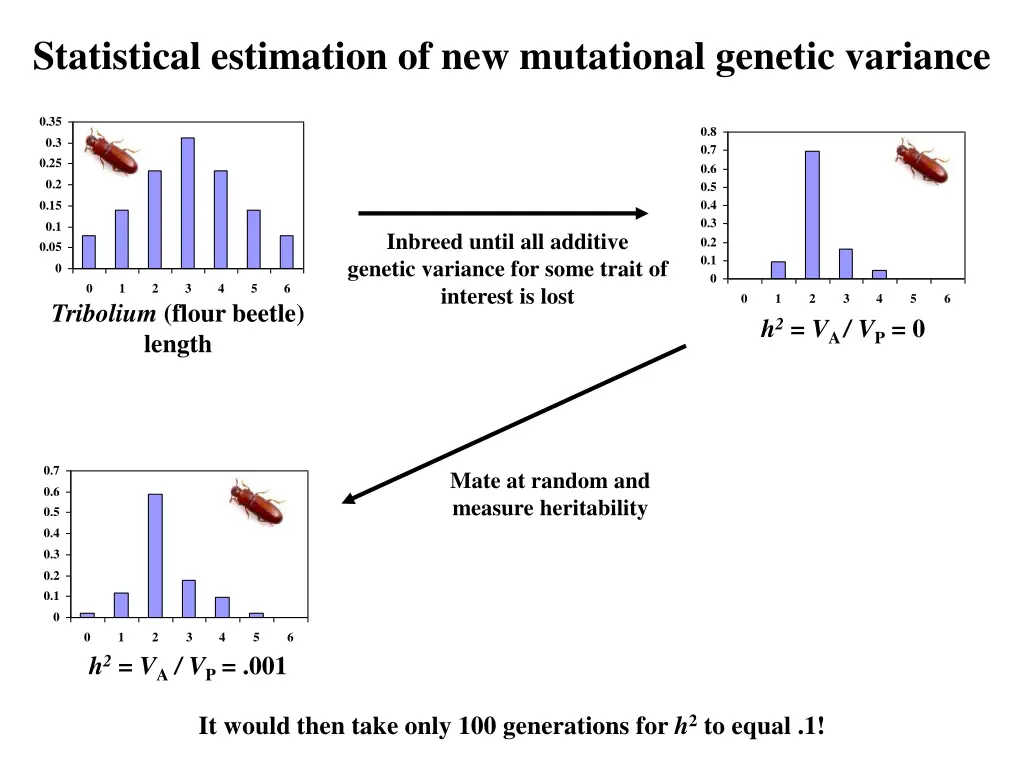 statistical estimation of new mutational genetic