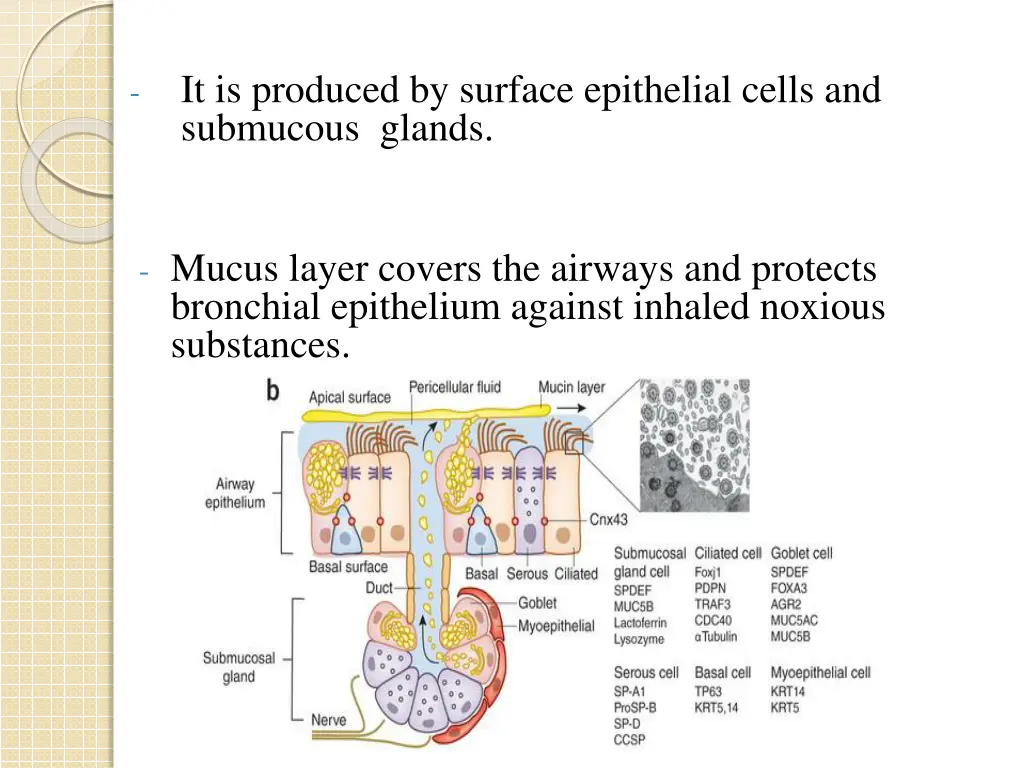 it is produced by surface epithelial cells