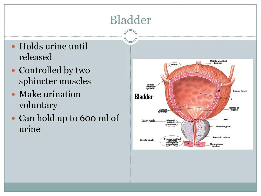 bladder